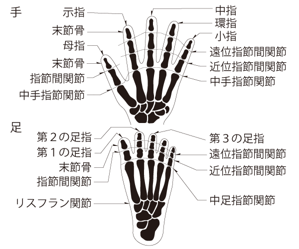 関節などの説明図（手・足）