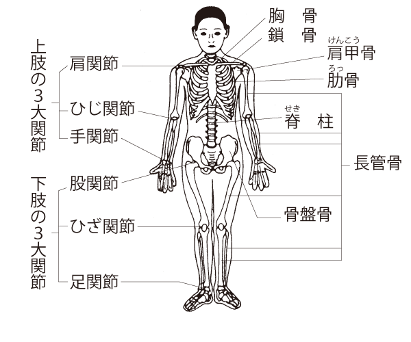 関節などの説明図（上肢の3大関節・下肢の3大関節）